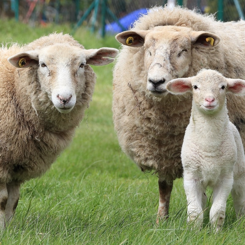 len lông cừu