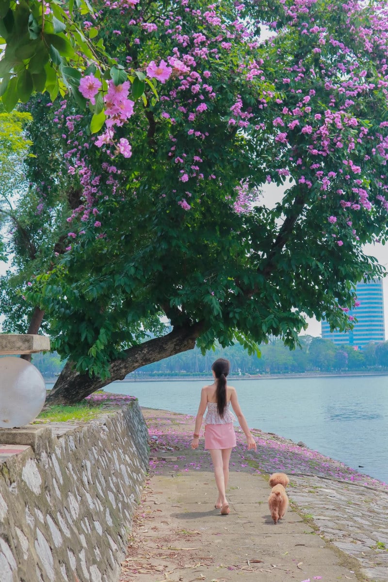 chụp ảnh với hoa bằng lăng