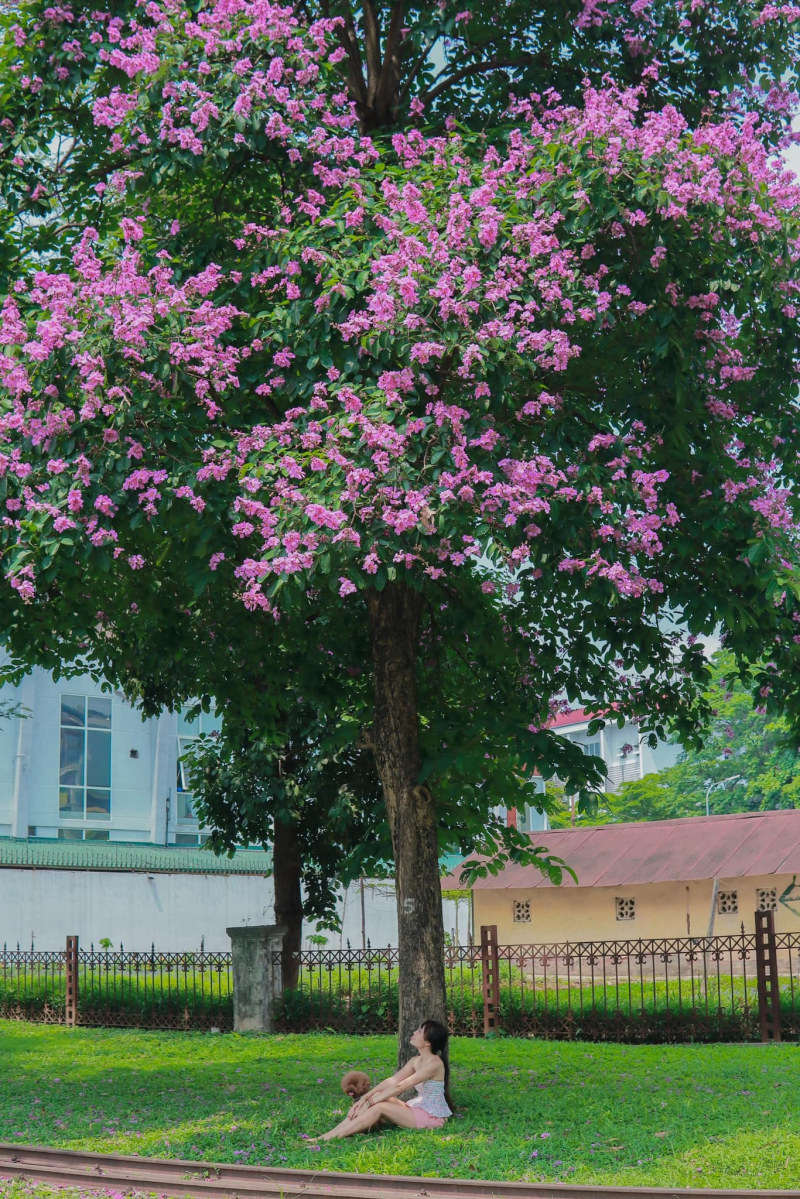 chụp ảnh với hoa bằng lăng
