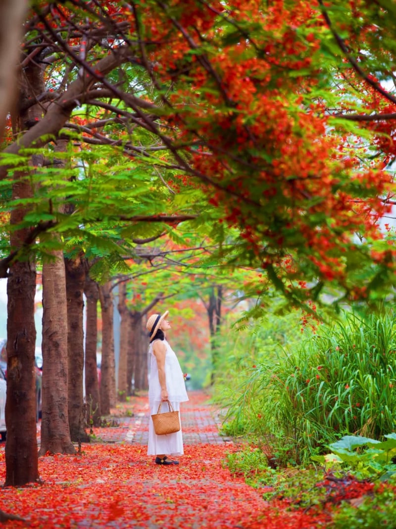 cách tạo dáng chụp ảnh cùng hoa phượng