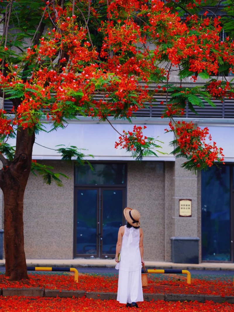 cách tạo dáng chụp ảnh cùng hoa phượng