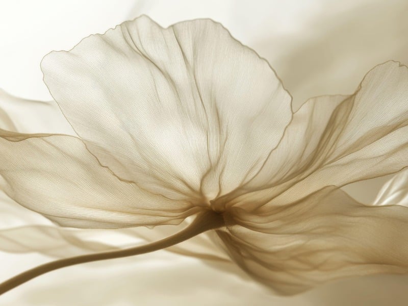 vải organza là vải gì