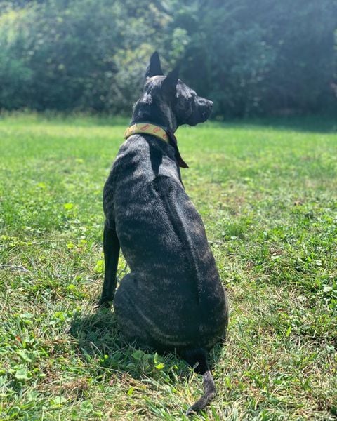 Giống chó xoáy Phú Quốc