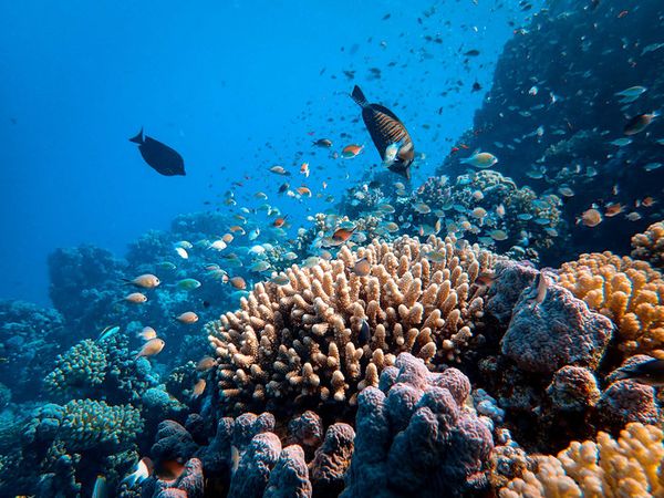 Lặn ngắm san hô tại Đảo Yến - Nha Trang
