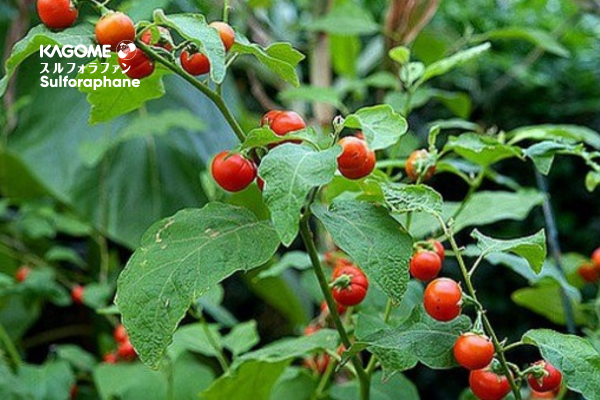 Gan nhiễm mỡ độ 2 uống lá gì để giảm nhẹ triệu chứng?