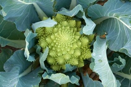5 tác dụng bông cải xanh romanesco đáng chú ý
