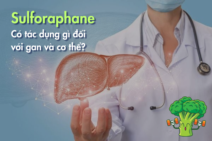 Sulforaphane có tác dụng gì đối với gan và cơ thể?