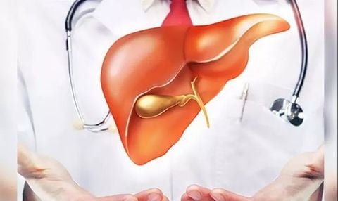 Gan có thể mọc lại sau khi hiến không? Sự thật về khả năng tái tạo thần kỳ