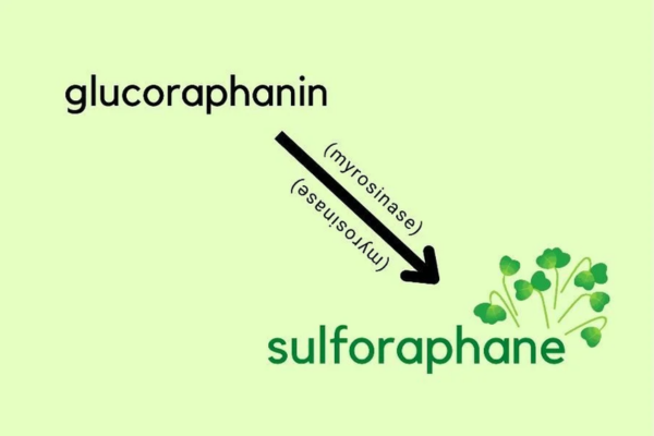 7 tác dụng tuyệt vời mà Sulforaphane mang đến cho sức khỏe