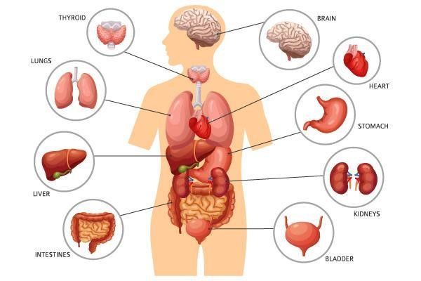 Thời gian đào thải chất độc của cơ thể