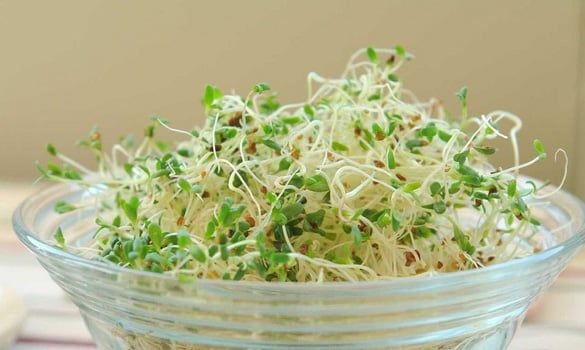 Cách chọn mầm bông cải xanh tươi ngon