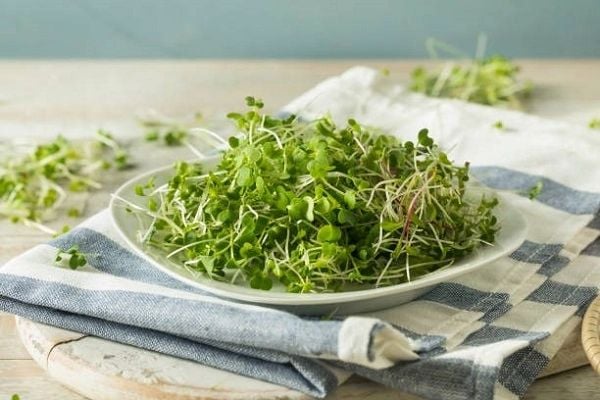 Cách bảo quản mầm bông cải xanh để giữ được lâu