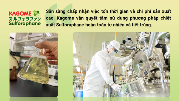 Kagome sử dụng phương pháp chiết xuất hoàn toàn tự nhiên và tiệt trùngđể chiết xuất hợp chất Sulforaphane