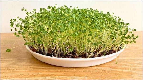 Tại Sao Mầm Bông Cải Xanh Hỗ Trợ Giảm Cân Hiệu Quả?