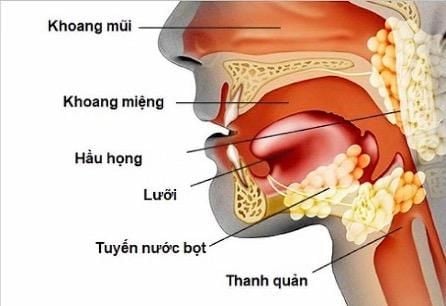 Đường hô hấp trên