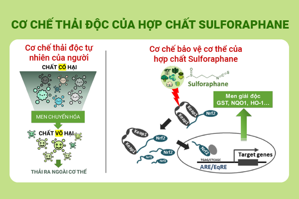 hoat-chat-sulforaphane