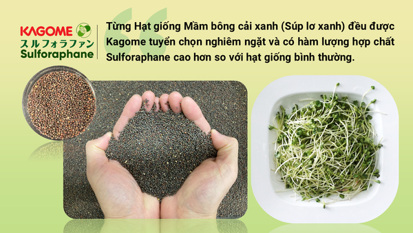 do-an-toan-va-uy-tin-cua-kagome-sulforaphane-nhat-ban