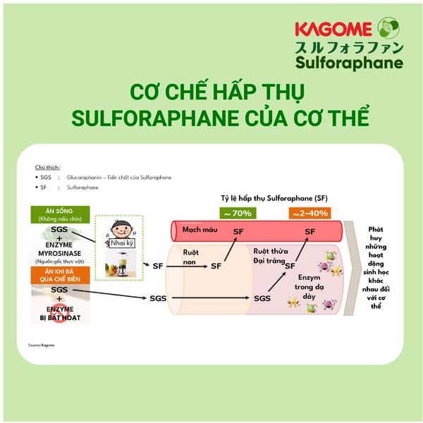 Cơ chế hấp thu Sulforaphane của cơ thể