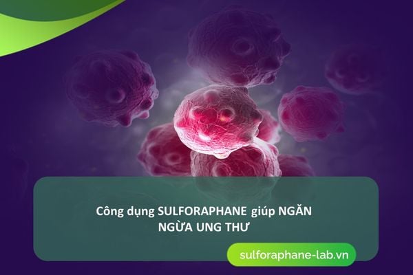 Công dụng của Sulforaphane với sức khoẻ