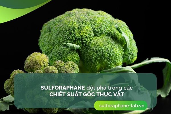 sulforaphane-dot-pha-trong-cac-chiet-suat-goc-thuc-vat