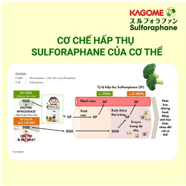 Sulforaphane trong bông cải xanh - siêu thực phẩm bảo vệ sức khỏe