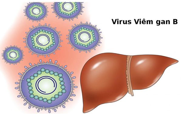 viem-gan-b-virus