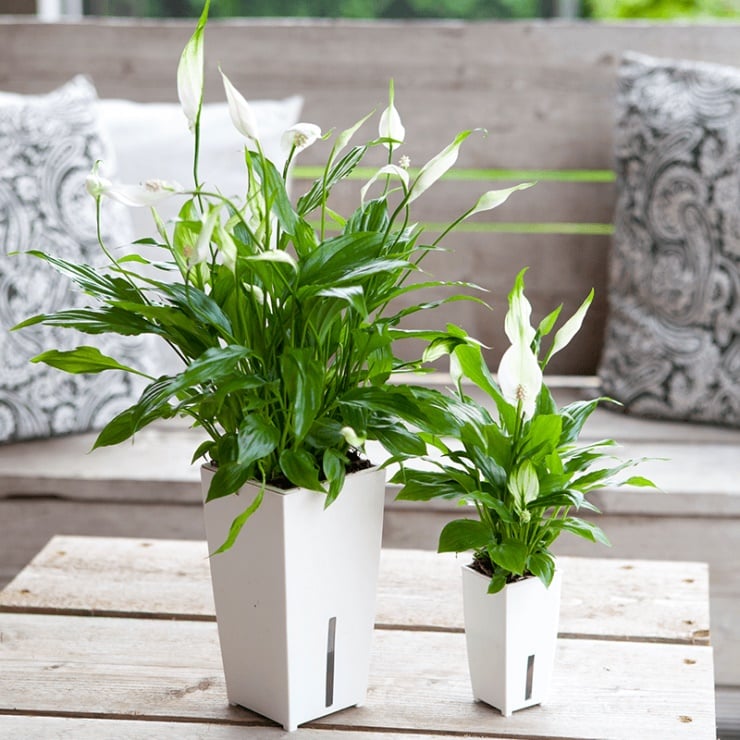 Cách chọn cây xanh phù hợp với không gian phòng làm việc.