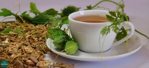 Tác dụng của trà khổ qua rừng – Thức uống “vàng” cho sức khỏe Việt