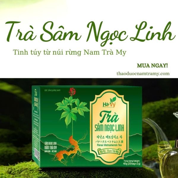 Sâm ngọc linh mua ở đâu? trà sâm ngọc linh nam trà my