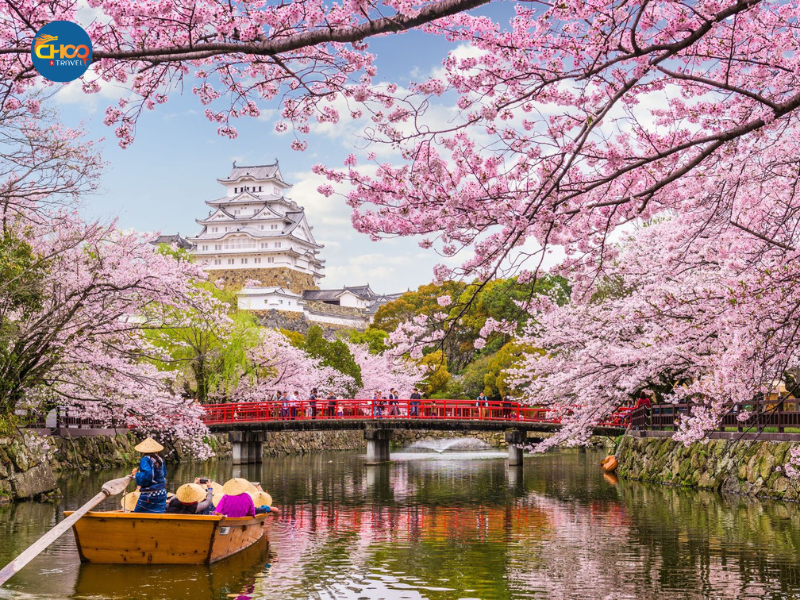 Vẻ Đẹp Hoa Anh Đào - Hành Trình Nhật Bản Cùng Choo Travel
