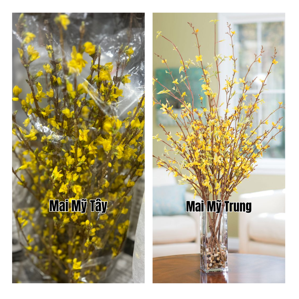 Mai Mỹ trời Tây và Mai Mỹ trời Trung có gì khác?