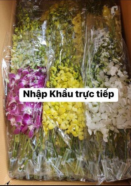 Hoa lan Dendro - Hoa lan thái Nhập khẩu trực tiếp
