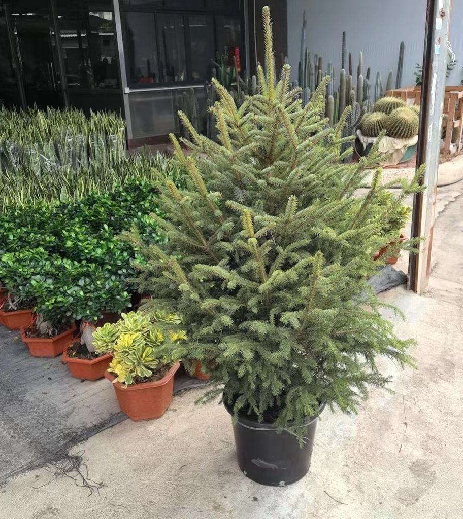 Bí Mật Sức Hút: Tại Sao Cây Thông Tươi Trở Thành Biểu Tượng Đặc Biệt Của Mùa Giáng Sinh