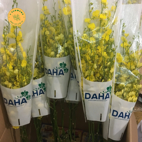 KHÁM PHÁ HOA LAN VŨ NỮ: TỰ DO SÁNG TẠO CÙNG CƠ HỘI KINH DOANH THÀNH CÔNG