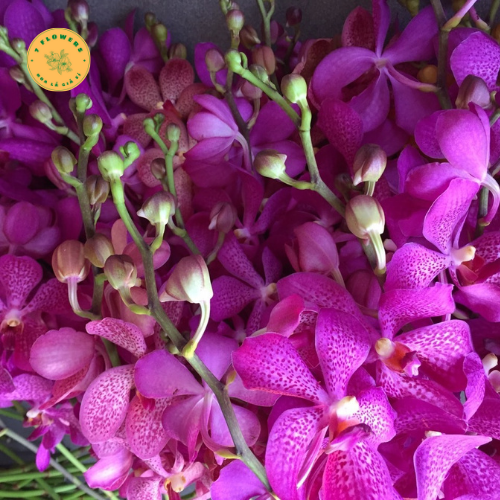 HOA LAN MOKARA CÓ NHỮNG MÀU NÀO?