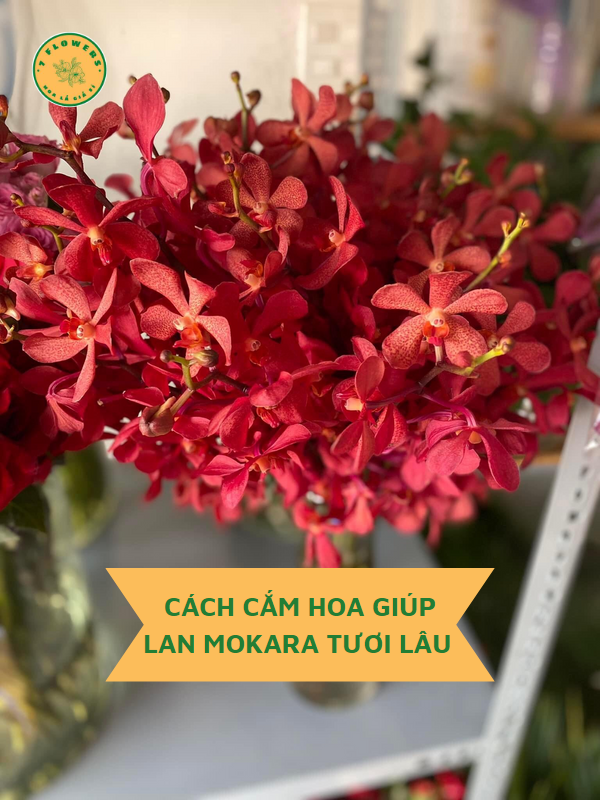 CÁCH CẮM HOA LAN MOKARA GIÚP HOA TƯƠI LÂU HƠN