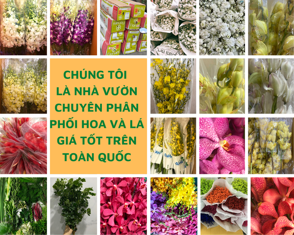 MUA HOA TẬN VƯỜN CHỈ CẦN TỪ 1 TRIỆU NHƯNG VẪN ĐƯỢC GIÁ SỈ BẠN TIN KHÔNG?