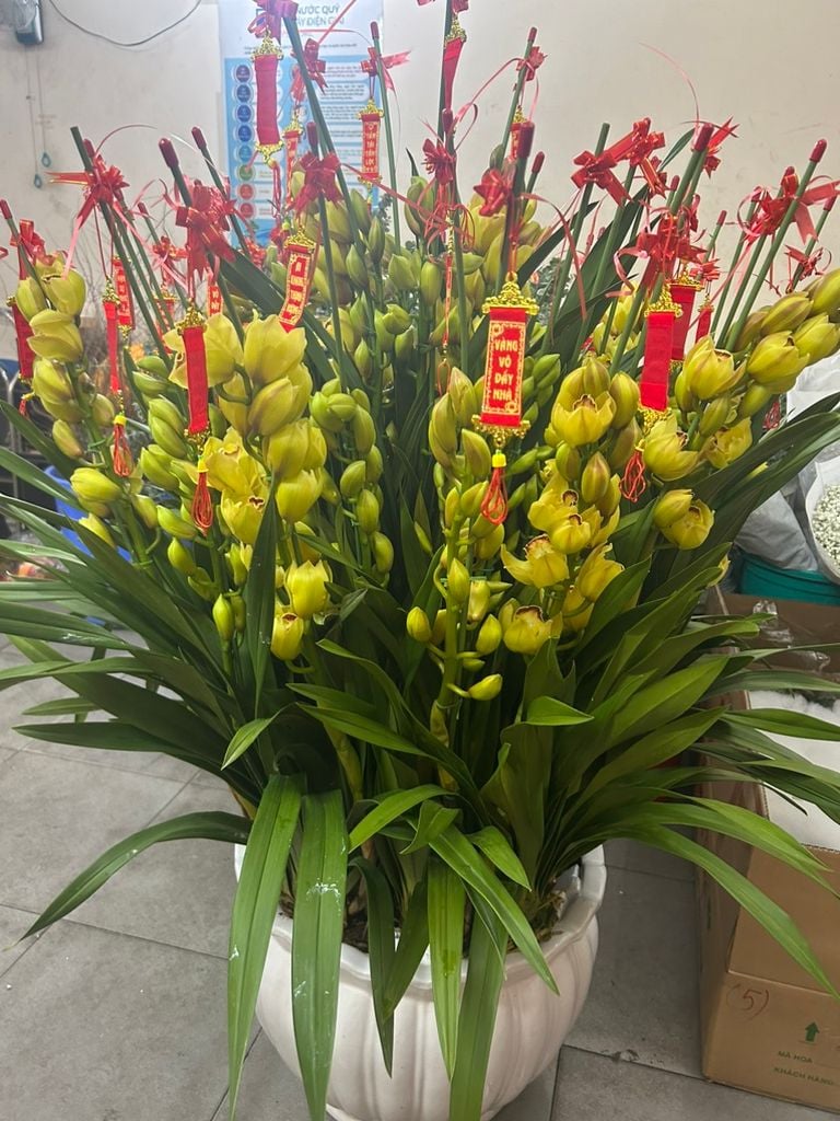 HOA GÌ RƯỚC MAY MẮN VỀ NHÀ TRONG NGÀY TẾT