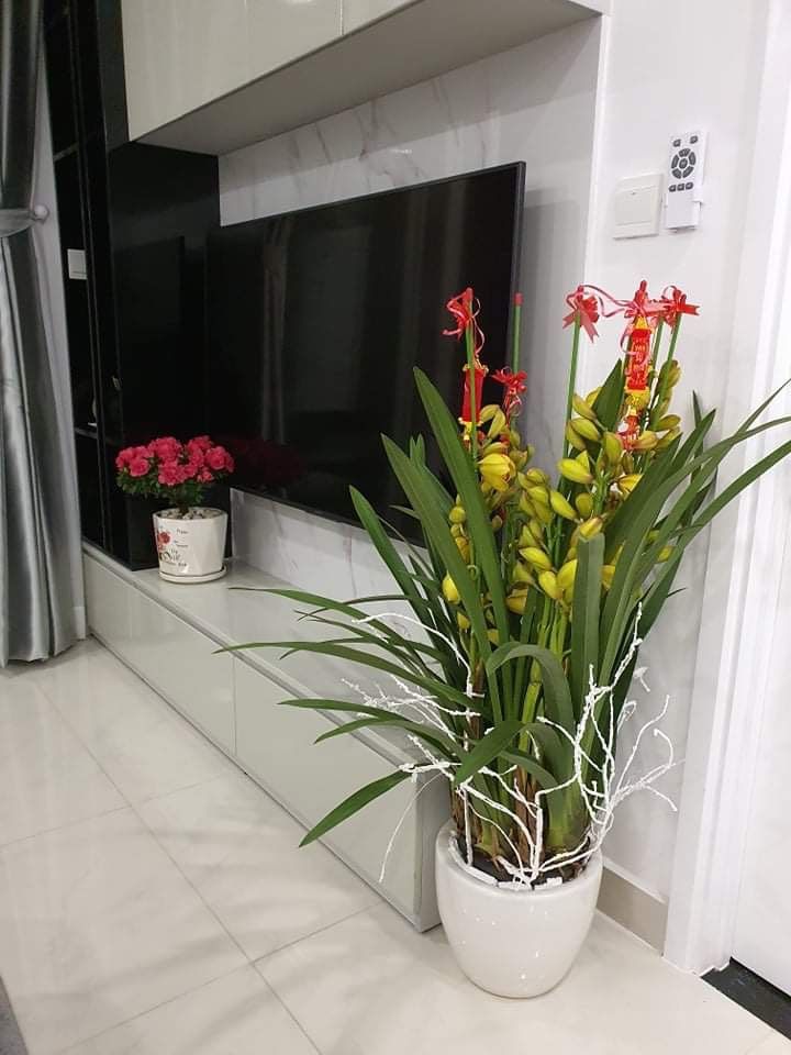 MÀU HOA ĐỊA LAN NÀO ĐƯỢC NHIỀU NGƯỜI ƯA CHUỘNG TRONG DỊP TẾT