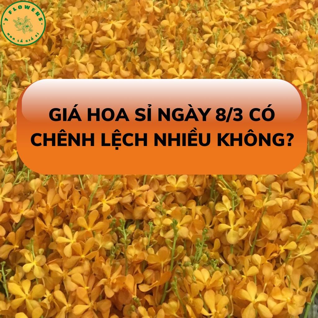 GIÁ HOA SỈ NGÀY 8/3 CÓ  BỊ CHÊNH LỆCH NHIỀU KHÔNG?