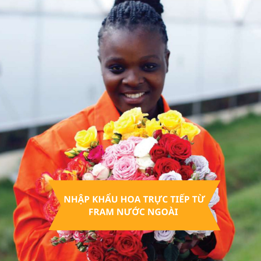 NHẬP HOA TRỰC TIẾP TỪ NHÀ VƯỜN NƯỚC NGOÀI THEO SỐ LƯỢNG - GIÁ - CHỦNG LOẠI TÙY CHỌN