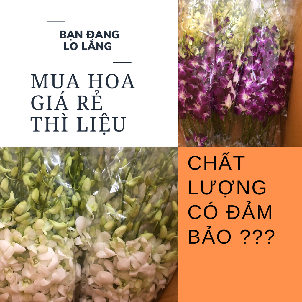 MUA HOA LAN THÁI GIÁ RẺ CÓ ĐẢM BẢO CHẤT LƯỢNG? 😗