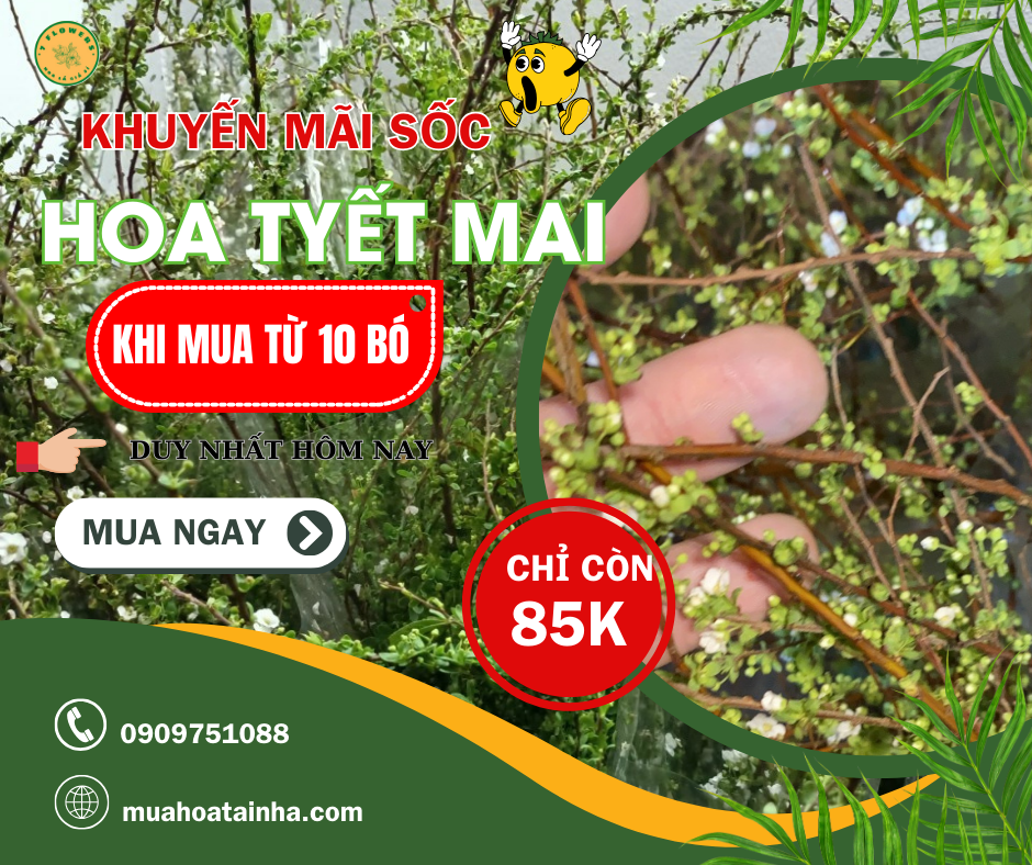 ✨🌸 HOA TUYẾT MAI CHỈ 85K/BÓ🌸✨VỚI GIÁ CỰC SỐC!