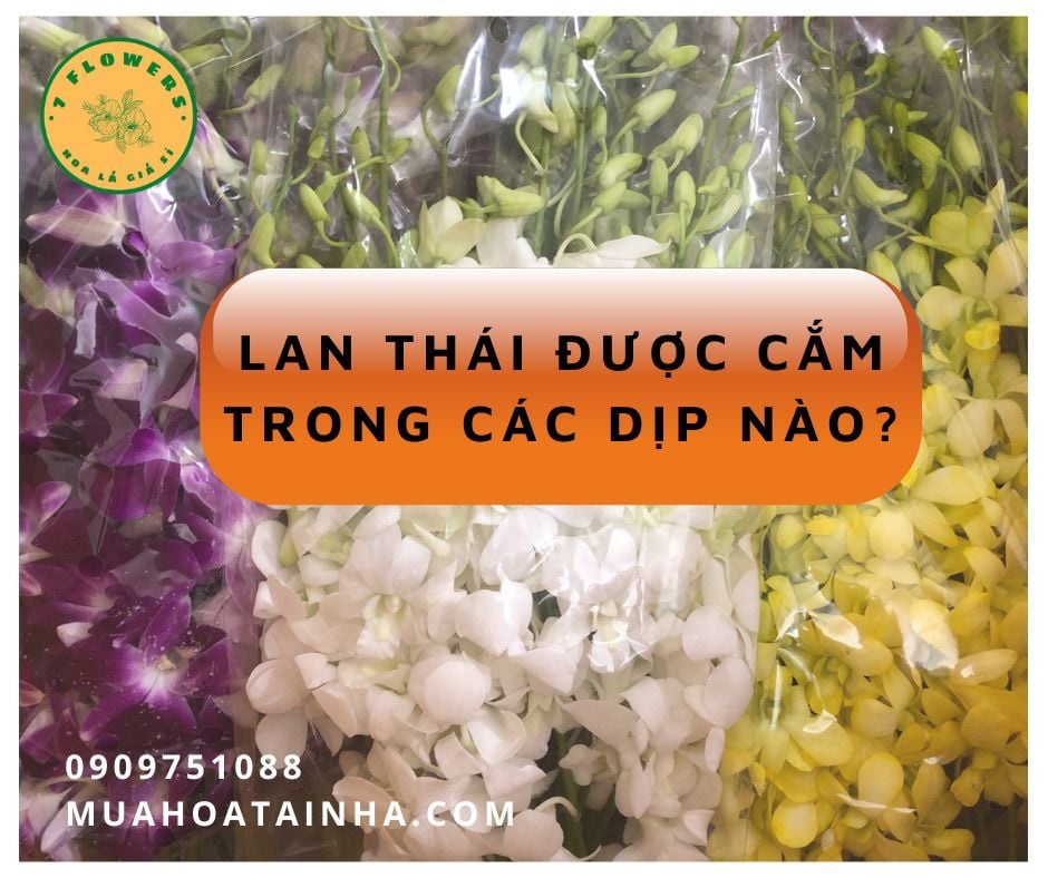 LAN THÁI – LAN DENDRO THÁI ĐƯỢC CẮM CHO DỊP NÀO?