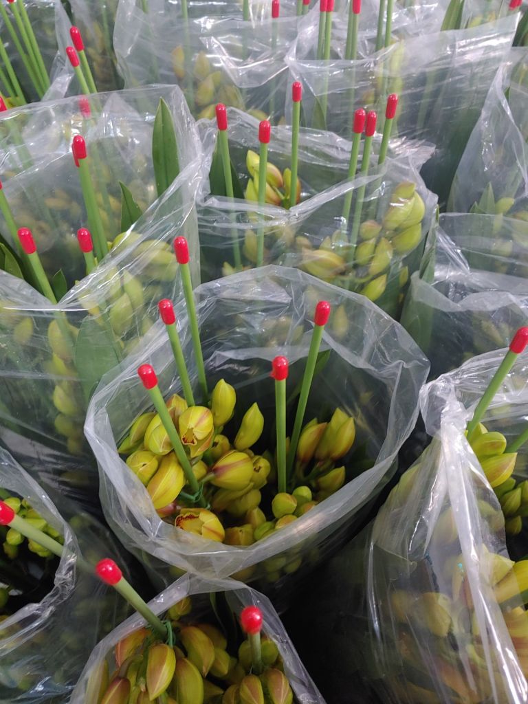 LƯU Ý KHI MUA HOA ĐỊA LAN CHƯNG TẾT