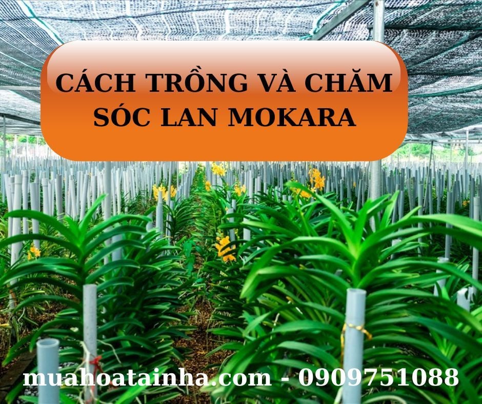 CÁCH TRỒNG VÀ CHĂM SÓC LAN MOKARA ĐẦY ĐỦ CHI TIẾT