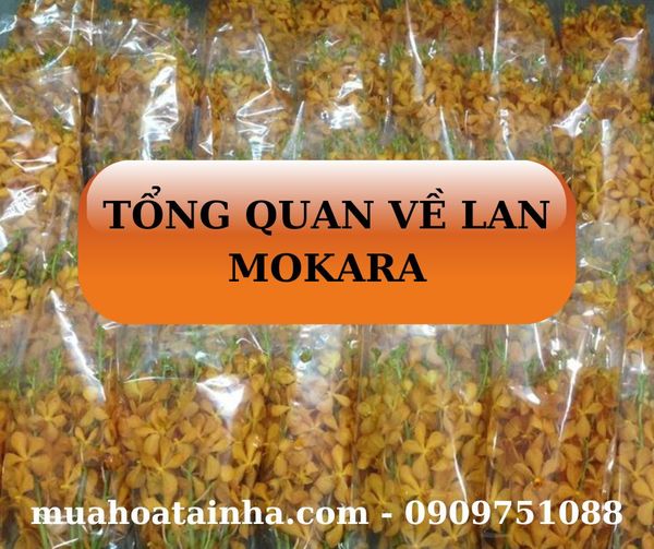 TỔNG QUAN VỀ HOA LAN MOKARA