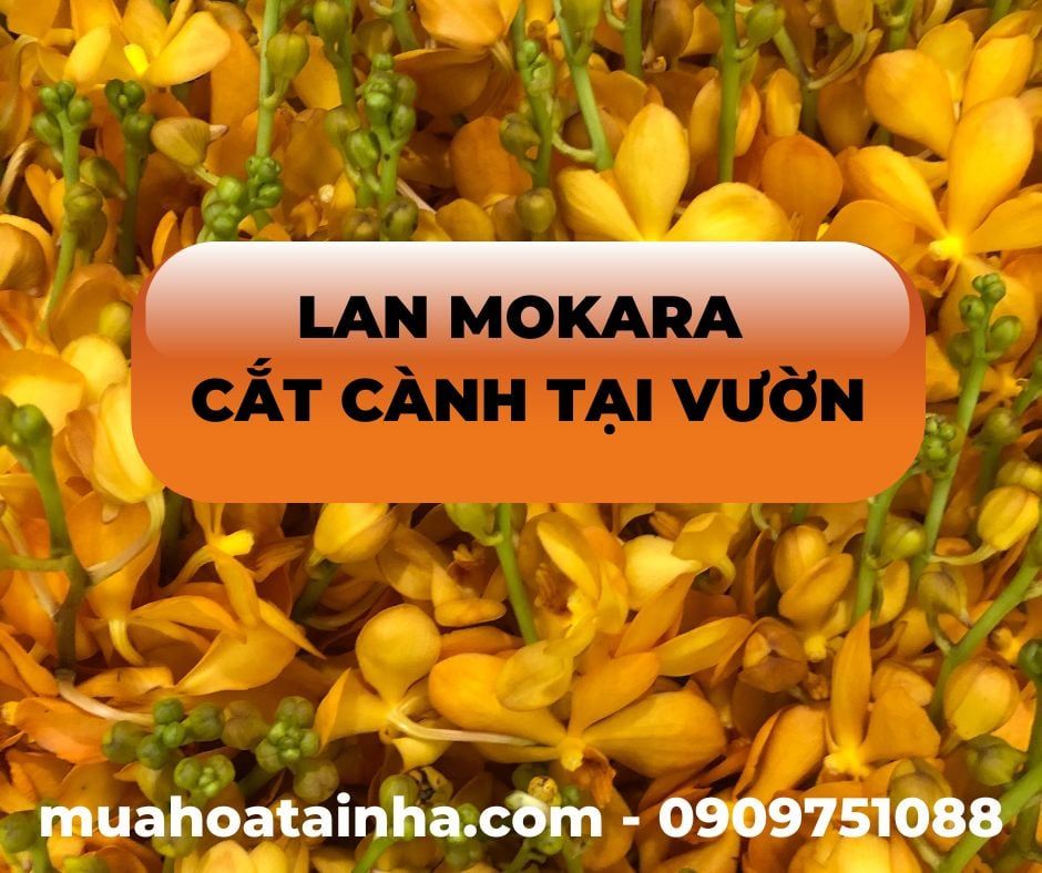 LAN MOKARA CẮT CÀNH TẠI VƯỜN