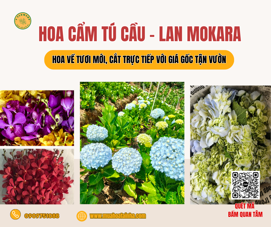 Hoa Cẩm Tú Cầu Và Lan Mokara Giá Gốc Tận Vườn – Cơ Hội Siêu Ưu Đãi Cho Shop Hoa