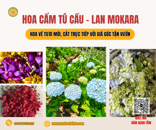 Hoa Cẩm Tú Cầu Và Lan Mokara Giá Gốc Tận Vườn – Cơ Hội Siêu Ưu Đãi Cho Shop Hoa
